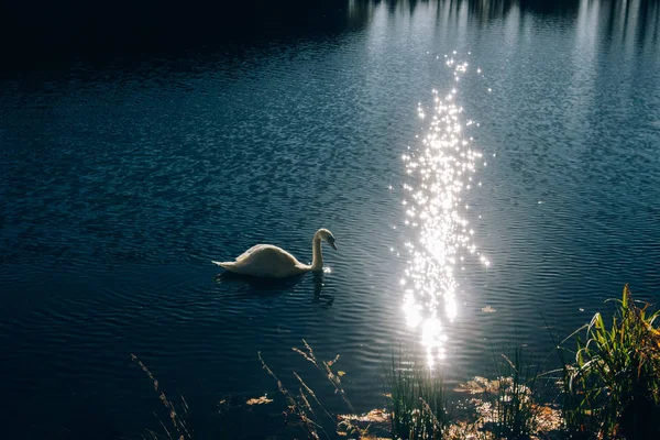 Cisne gracioso nadando na água azul na luz solar brilhante na manhã — Fotografia de Stock