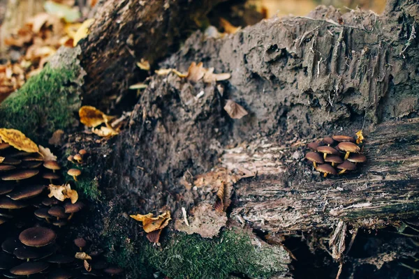 Yeşil yosun ve güneşli wo sonbahar yaprakları ile kütük üzerinde Mantarlar