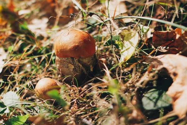 Leccinum aurantiacum Pilze in Herbstblättern und Gras in Su — Stockfoto