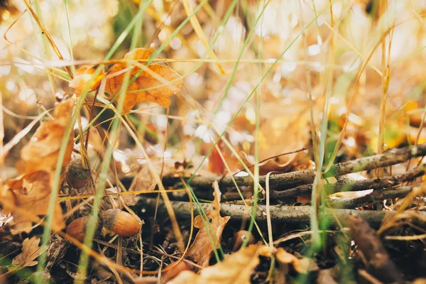 Outono. Lindas bolotas e caem folhas amarelas e marrons em gra — Fotografia de Stock