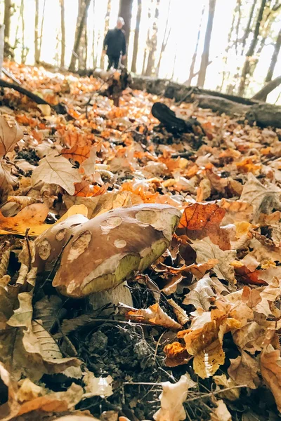 Большой Boletus edulis гриб в осенних листьях в теплых солнечных лесах — стоковое фото