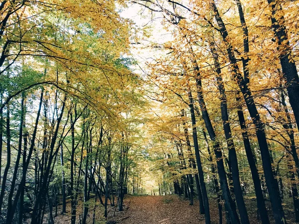 Sonbahar ormanları. Sonbahar yaprakları güzel altın ağaçlar ve yol yolu — Stok fotoğraf