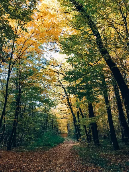 Bosques de otoño. Hermosos árboles dorados y camino camino en hojas de otoño —  Fotos de Stock