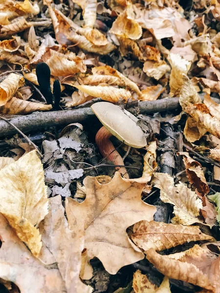 Xerocomus gomba ősszel levelek a napsütötte erdőben. Szedés mus — Stock Fotó