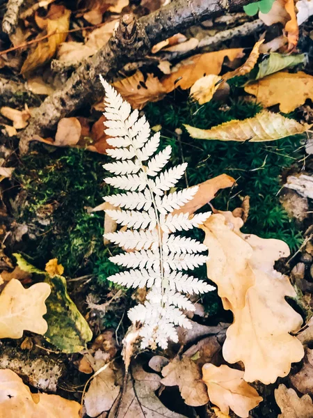 Autumn. Beautiful yellow fern branch and brown fall leaves in gr — Stock Photo, Image