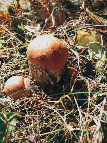 Cogumelos Leccinum aurantiacum em folhas de outono e grama em su — Fotografia de Stock