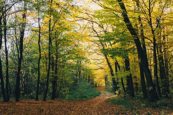 Podzimní lesy. Krásné zlaté stromky a cesta do padavého listí — Stock fotografie