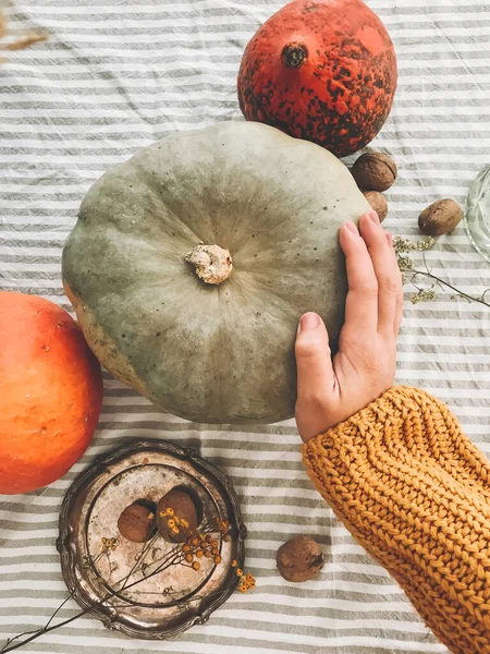 Thanksgiving concept. Hand in yellow sweater holding pumpkin and — Stock Photo, Image