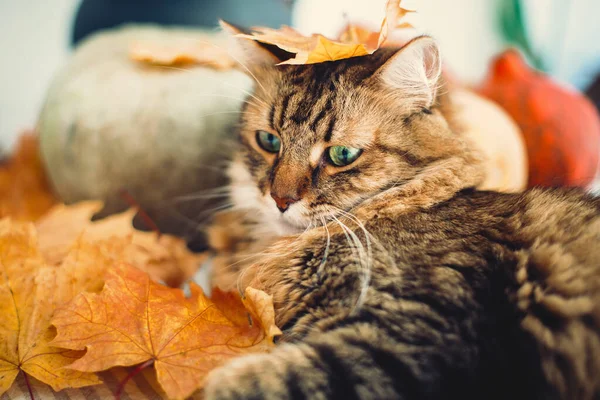 Χαριτωμένο tabby γάτα παίζει με φύλλα του φθινοπώρου, που βρίσκεται σε ρουστίκ τραπέζι — Φωτογραφία Αρχείου