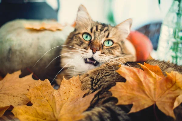 Χαριτωμένο γατάκι χασμουρητό, ξαπλωμένος το φθινόπωρο φύλλα σε ρουστίκ πίνακα w — Φωτογραφία Αρχείου