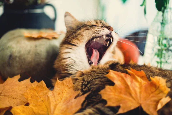 Симпатичный мейн енот кот зевает со смешным выражением лица, лежа в ауту — стоковое фото