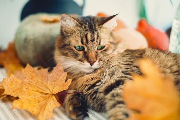 Gato bonito tabby brincando com folhas de outono, deitado na mesa rústica — Fotografia de Stock
