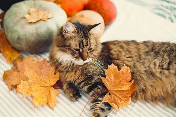 Gato bonito tabby brincando com folhas de outono, deitado na mesa rústica — Fotografia de Stock