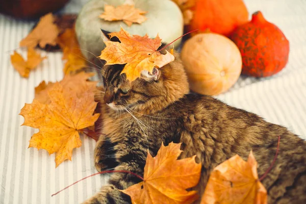 Gato bonito tabby brincando com folhas de outono, deitado na mesa rústica — Fotografia de Stock