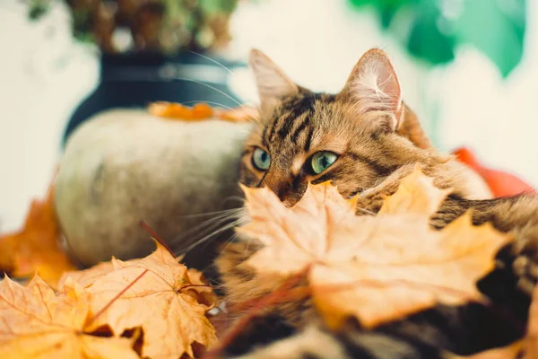 Carino gatto bozzolo del Maine che gioca con le foglie autunnali, sdraiato su rustico — Foto Stock