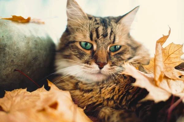 Bonito Maine coon gato brincando com folhas de outono, deitado em rústico — Fotografia de Stock