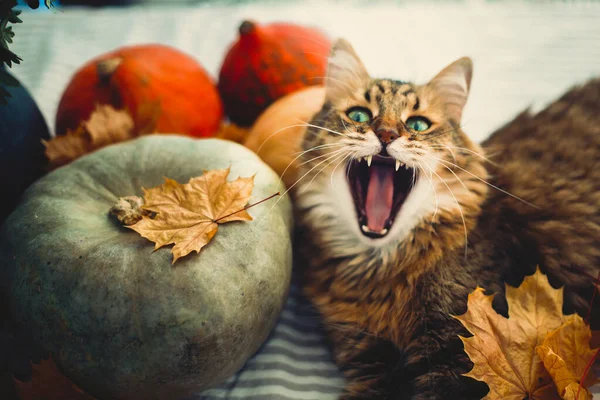 Bonito Maine coon gato bocejando com expressão engraçada, deitado em autu — Fotografia de Stock