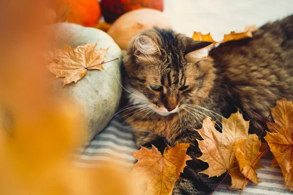 Bonito Maine coon gato brincando com folhas de outono, deitado em rústico — Fotografia de Stock