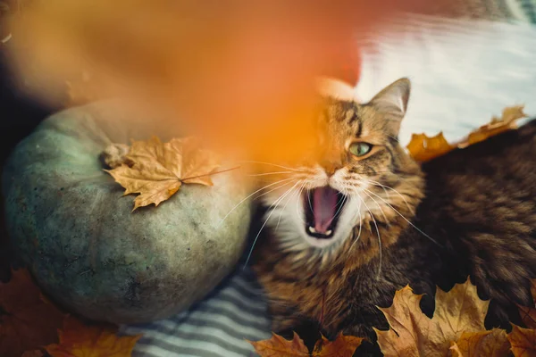Bonito gato de mesa bocejando, deitado em folhas de outono na mesa rústica w — Fotografia de Stock