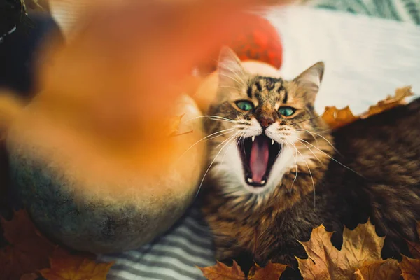 Grazioso tabby gatto sbadigliare, sdraiato in autunno foglie su tavolo rustico w — Foto Stock