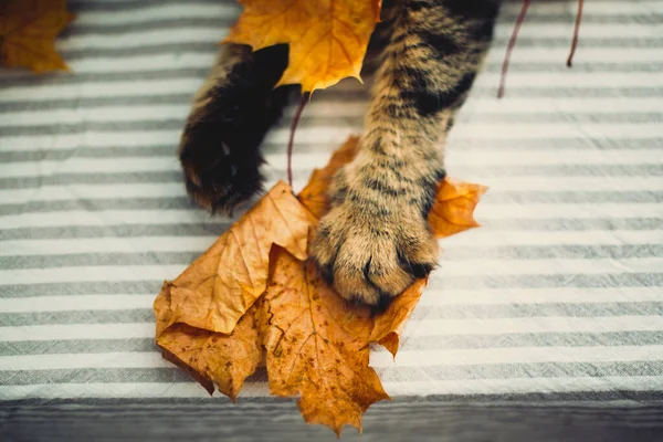 Carino zampa di gatto tabby cattura foglie autunnali gialle su tavolo rustico — Foto Stock
