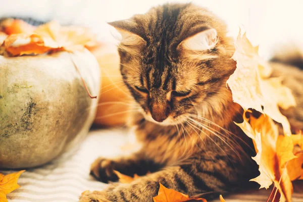 Carino gatto da tavolo che gioca con le foglie autunnali, sdraiato sul tavolo rustico — Foto Stock