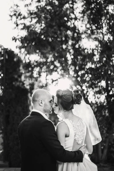 Groom gently kissing gorgeous bride in sunset light. Beautiful s — Stock Photo, Image