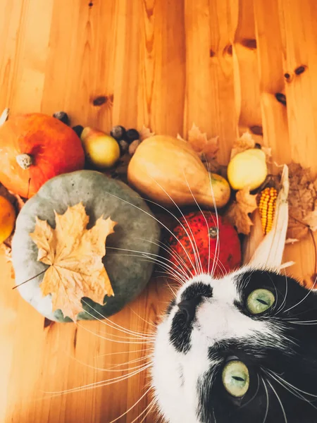 Gato bonito sentado na mesa de madeira com abóboras, folhas de outono, um — Fotografia de Stock