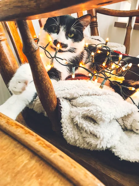 Lindo gato en luces de guirnalda festiva sentado con emociones divertidas o — Foto de Stock