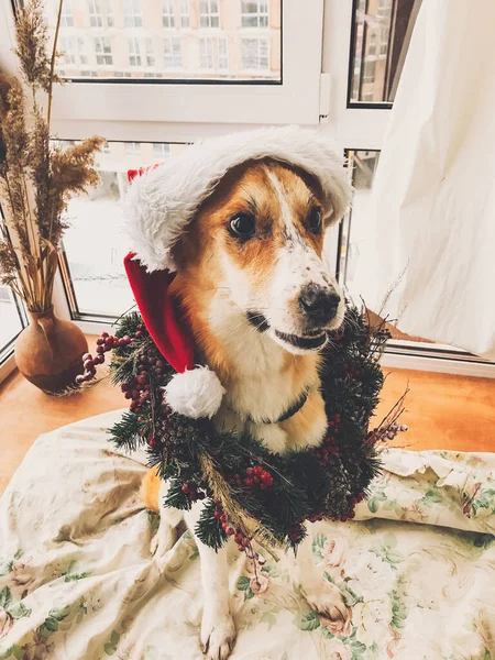 Perro de oro en sombrero de santa y corona de Navidad sentado en elegante —  Fotos de Stock