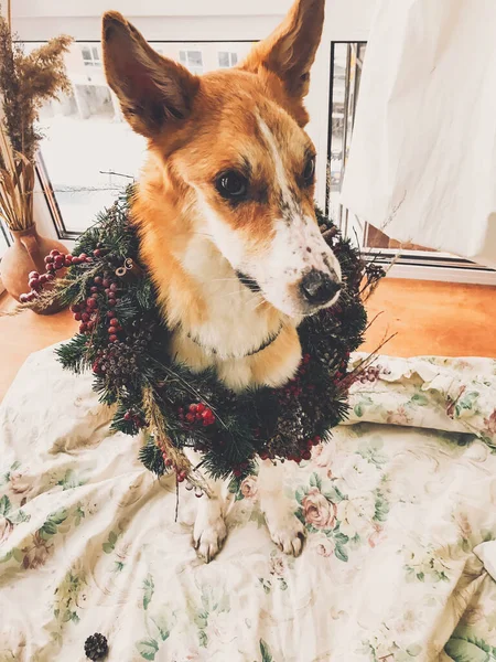 スタイリッシュな部屋に座ってクリスマスリースで黄金の犬。ハッピーホー — ストック写真