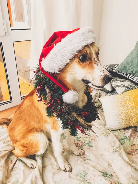 Niedlicher goldener Hund mit Weihnachtsmütze und Weihnachtskranz sitzt im Stall — Stockfoto