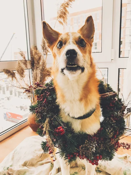Perro de oro en la corona de Navidad sentado en una habitación elegante. Feliz ho —  Fotos de Stock
