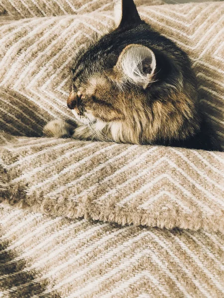 Mignon chat tabby dormant sur le lit, couvert d'une couverture confortable. Adora — Photo