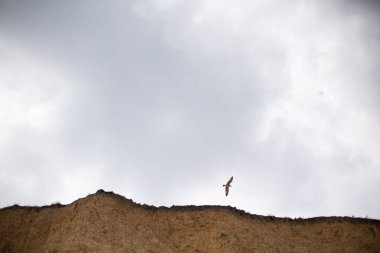 Martı kumlu kayalıklarda gökyüzünde uçuyor. Yukarıdan aşağıya bak. Gri bulutlu gökyüzünde uçan yalnız martı. Denizde bir kuş