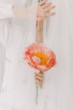 Duvağın arkasında pembe şakayık tutan güzel bir kadının estetik görüntüsü. Tül altında zarif bir kız elinde mücevherlerle şakayık çiçeğini nazikçe tutuyor. Yumuşak resim