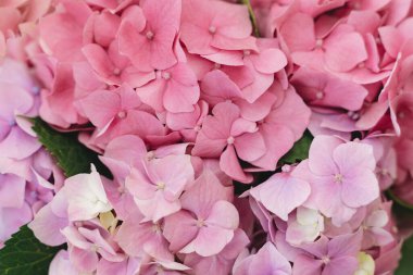 Ortanca pembe taç yaprakları kapanıyor. Çiçek arkaplan. Evdeki güzel pembe ve mor ortanca çiçekleri, yumuşak yaprakların yakın çekim görüntüsü. Anneler günün kutlu olsun.