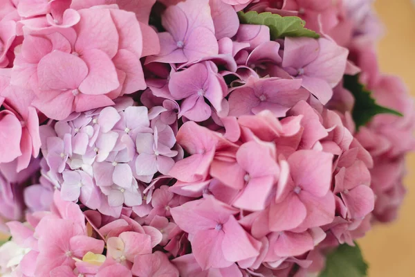 Pétalas Cor Rosa Hortênsia Fecham Fundo Floral Lindas Flores Hortênsia — Fotografia de Stock