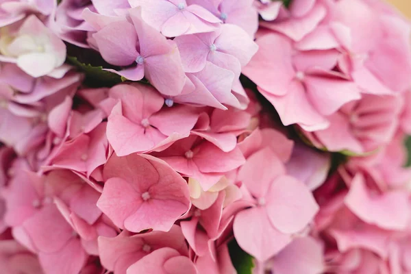 Ortanca Pembe Taç Yaprakları Kapanıyor Çiçek Arkaplan Evdeki Güzel Pembe — Stok fotoğraf