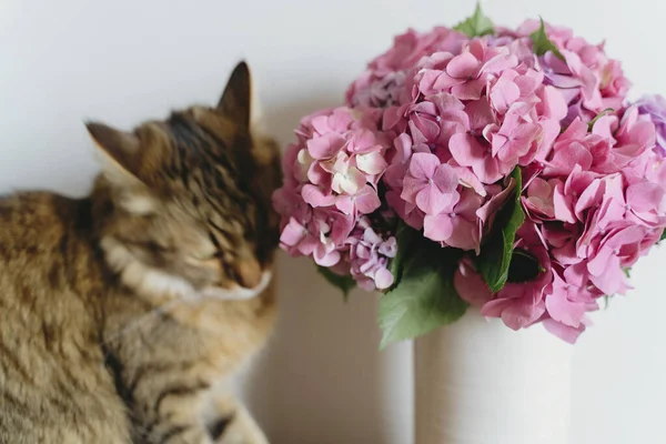 Vacker Hortensia Bukett Vas Och Kurios Tabby Katt Luktar Rosa — Stockfoto