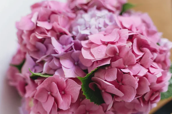 Hortensia Roze Bloemblaadjes Sluiten Bloemen Achtergrond Prachtige Roze Paarse Hortensia — Stockfoto