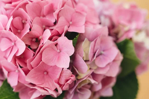 Pétalos Rosados Hortensia Cerca Fondo Floral Hermosas Flores Hortensia Rosa — Foto de Stock