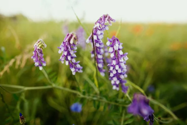 Vicia Ungu Cracca Mekar Bunga Musim Panas Lapangan Dalam Cahaya — Stok Foto