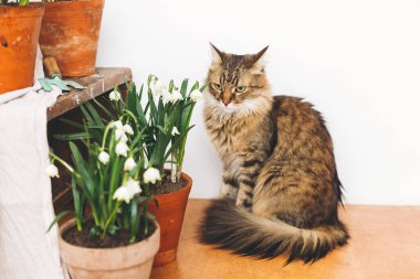 Kil kaplarda bahar çiçeklerinde oturan sevimli kedi ve kırsal arka planda cam kavanozlarda çiçek açan çiçekler. Kırsal yaşam. Maine Rakunu ve Çiçekleri. Merhaba bahar. Bahçe Bahçe Baharı Kar Tanesi