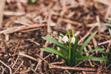 Güzel ilkbahar çiçekleri ve içinde arı var. Taze bahar kar taneleri açan beyaz çiçekler ve bahçede büyüyen yeşil saplar, kopyalama alanı. Merhaba bahar. Doğanın Uyanışı