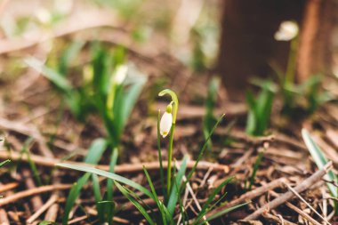 Taze bahar kar taneleri beyaz tomurcuklar ve bahçede büyüyen yeşil saplar, kopyalama alanı. Güzel ilkbahar çiçekleri kapanıyor. Merhaba ilkbahar. Doğanın uyanışı. Türlerin korunması