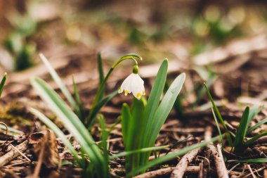 Güzel ilkbahar çiçekleri kapanıyor. Taze bahar kar taneleri açan beyaz çiçekler ve bahçede büyüyen yeşil saplar, kopyalama alanı. Merhaba bahar. Doğanın uyanışı. Türlerin korunması