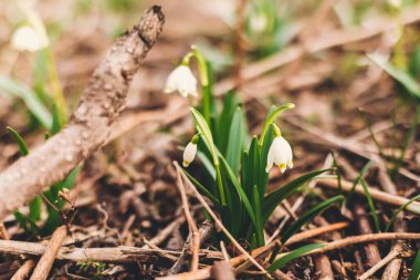 Güzel ilkbahar çiçekleri kapanıyor. Taze bahar kar taneleri açan beyaz çiçekler ve bahçede büyüyen yeşil saplar, kopyalama alanı. Merhaba bahar. Doğanın uyanışı. Türlerin korunması