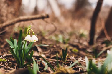 Taze bahar kar taneleri açan beyaz çiçekler ve bahçede büyüyen yeşil saplar, kopyalama alanı. Güzel ilkbahar çiçekleri kapanıyor. Merhaba ilkbahar. Doğanın uyanışı. Türlerin korunması
