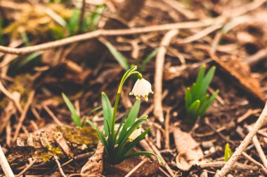 Güzel ilkbahar çiçekleri kapanıyor. Taze bahar kar taneleri açan beyaz çiçekler ve bahçede büyüyen yeşil saplar, kopyalama alanı. Merhaba bahar. Doğanın uyanışı. Türlerin korunması